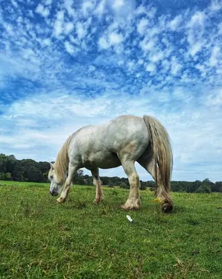 a white horse grazing in a field of grass at Riverside farm Yurt tent Hertford in Hertford