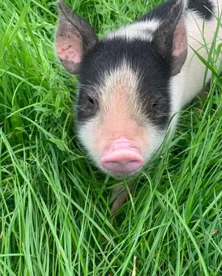 a small pig is laying in the grass at Farm woodland riverview cabin bbq firepit pet friendly in Hertford
