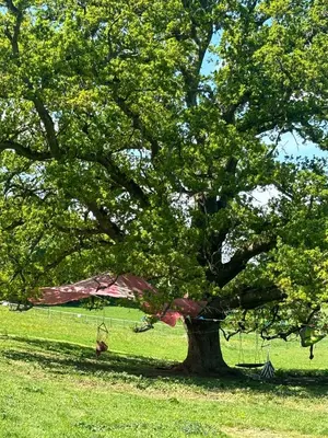 a large tree with a kite hanging from it at Hertford belltent farm stay riverside firepit bbq in Hertford