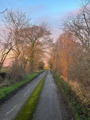 a dirt road with trees on both sides at Park Farm in Thornham Magna