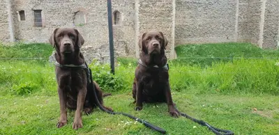 two dogs sitting in the grass in front of a building at The Crown Hotel in Framlingham