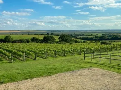 a field of green grass with a fence and vines at Holly No2 - Uk49254 in Althorne