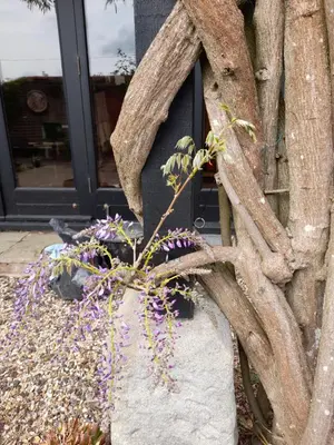 a stone vase with flowers in it next to a building at Wisteria Barn in Harleston