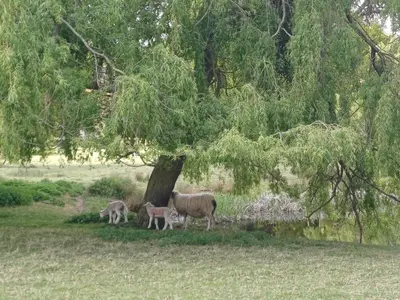 a sheep and two lambs standing under a tree at The Beehive Inn in Bury Saint Edmunds