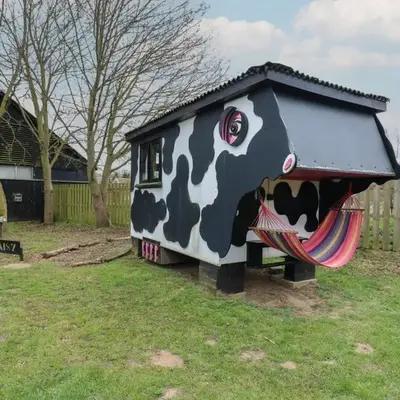 Daisy Cow Shed 1