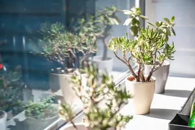 a group of potted plants sitting on a window sill at Modern Spacious 4 Bedroom 3 Bathroom House by Trinity Stays Short Term Lets & Serviced Accommodation Cambridge in Cambridge
