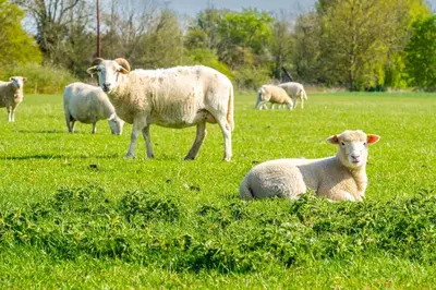 a herd of sheep grazing in a field of grass at Gin and Toffee Carriage in Thaxted