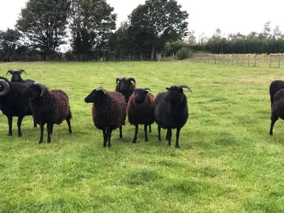 a herd of sheep standing in a field at Giffords Hall Garden Room in Shimpling