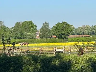 two horses grazing in a field with yellow flowers at Beautiful Lodge in Newmarket with parking in Newmarket