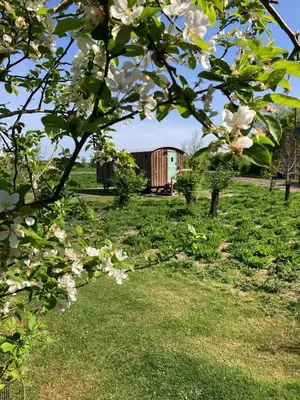 a tree with white flowers in a field at Shepherds Hut 6 in Bedfield