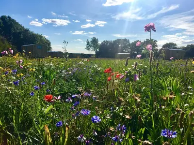 a field full of flowers in a field at Shepherds Hut 6 in Bedfield
