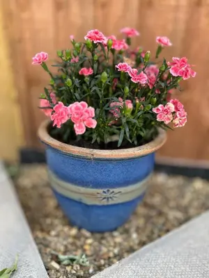 a blue vase with pink flowers in it at The Annexe Long Melford in Long Melford