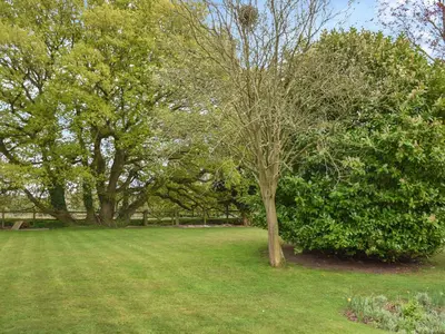 a tree in the middle of a green field at Swallowdale in Flordon