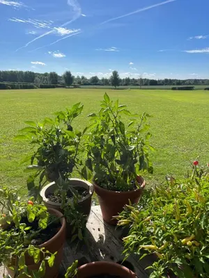 a group of potted plants on a table in a field at The Skye Yurt in Messing