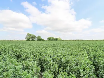 a field of cabbage with trees in the background at Woodpecker in Cambridge