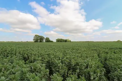 a field of broccoli with trees in the background at The Heron in Cambridge