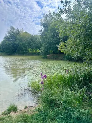 a body of water with trees and purple flowers at 2 Bedroom Cottage in Debenham - The Old Toll House in Debenham