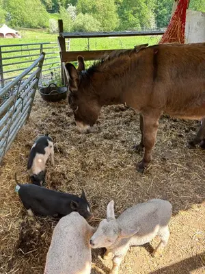 a donkey and a group of rabbits in a pen at Stables 2bed farm stay private firepit bbq in Bramfield