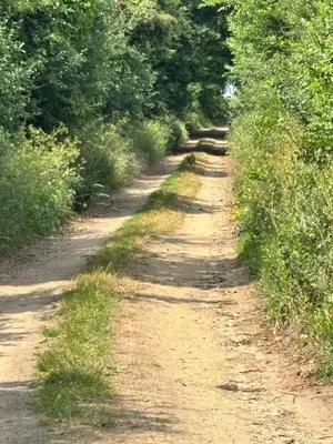 a dirt road with trees on both sides at The Lodge in Newbourn