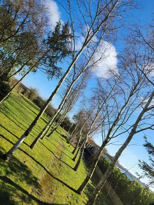 a group of trees in a field of grass at Historic Retreat Near To Mersea Island in Peldon