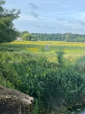 a horse grazing in a field with a field of flowers at Valley View in Sudbury