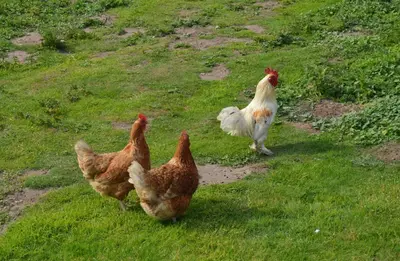three chickens walking on the grass in a field at The Eclectic Coach House in Roydon