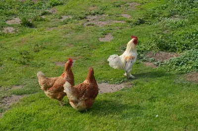 three chickens walking in the grass in a field at Countryside Tiny House in Roydon
