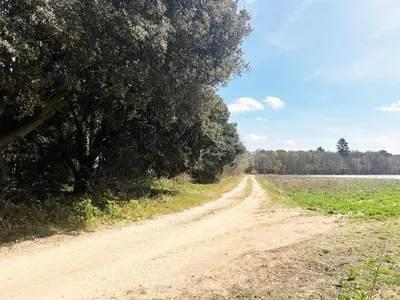 a dirt road next to a field with a tree at The Hollies Shepherds Hut by The Suffolk Cottage Collection in Sutton