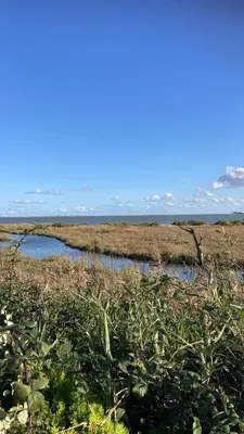 a field with water and plants on the ground at Oyster Lodge in West Mersea