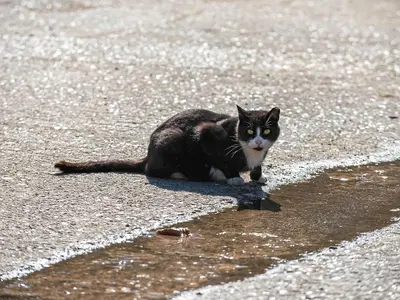 a black and white cat sitting on the street at Moglett Cottage in Fincham
