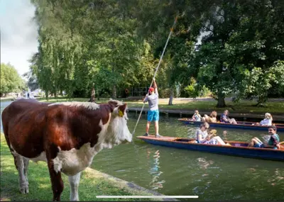 a cow standing next to a man on a boat at Cosy Loft Retreat off Vibrant Mill Road - walk to station and City centre in Cambridge