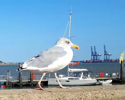 a seagull walking next to a dock with a boat at Beachside Terrace in Dovercourt