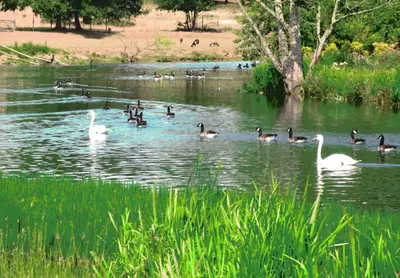 a group of ducks and swans in a lake at Farm stay belltent activities in Bramfield