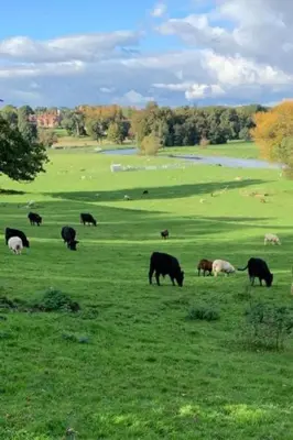 a herd of cows grazing in a green field at Farm stay belltent activities in Bramfield