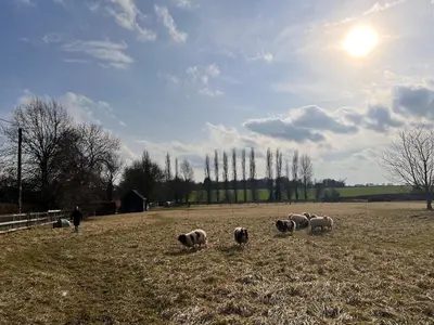 a group of sheep standing in a field at Lucas farm barn