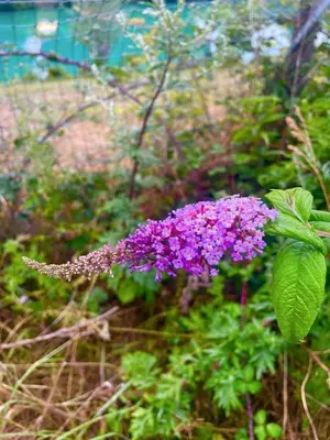 a purple flower is growing on a plant at Gilead Grace House in Littleport