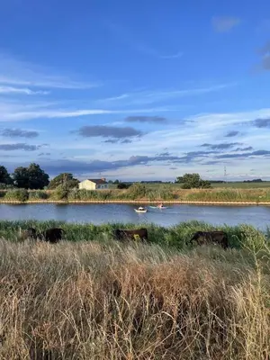 a group of cows grazing in a field next to a river at Gilead Grace House in Littleport