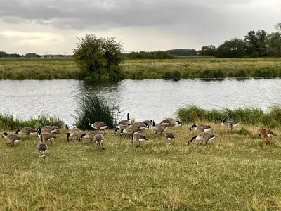 a flock of geese grazing in the grass near a river at Gilead Grace House in Littleport