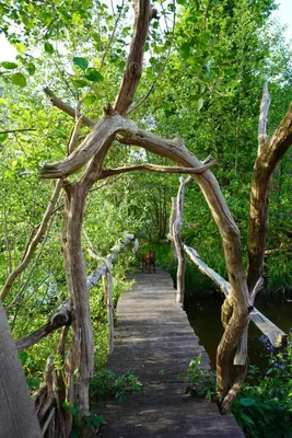 a wooden bridge with trees and a dog on a path at offgrid showmans caravan in Kelvedon Hatch