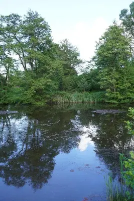a body of water with trees and trees reflecting in it at offgrid showmans caravan in Kelvedon Hatch
