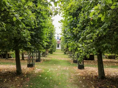 a row of trees with a building in the background at Clock Tower in Stowmarket