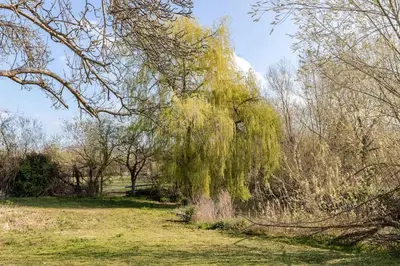 a weeping willow tree in a field at Spacious Riverside View Bungalow in Chelmsford