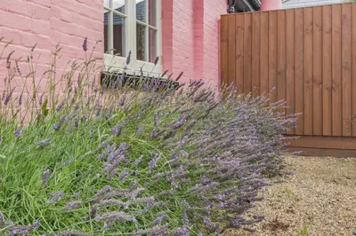 a garden with purple flowers in front of a house at 1 Bed in Wymondham oc-e32664 in Wymondham