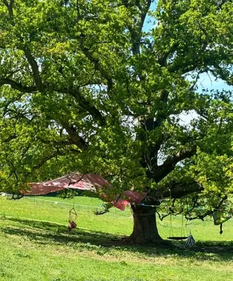a kite hanging from a tree in a field at Goldings detached Barn farm stay in Hertford