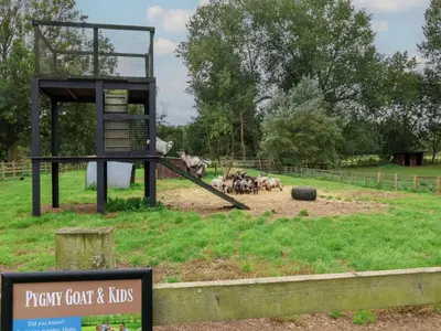 a group of animals running around in a field at Molly Cow Shed 6 in Woodbridge