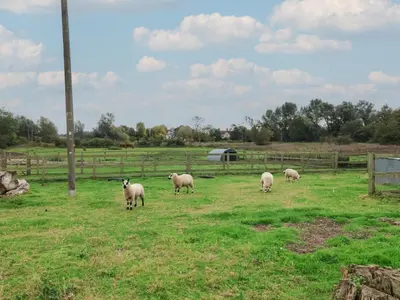 a group of sheep grazing in a field at Carabelle Cow Shed 7 in Woodbridge