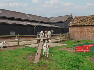 a group of goats standing on top of a wooden table at Carabelle Cow Shed 7 in Woodbridge