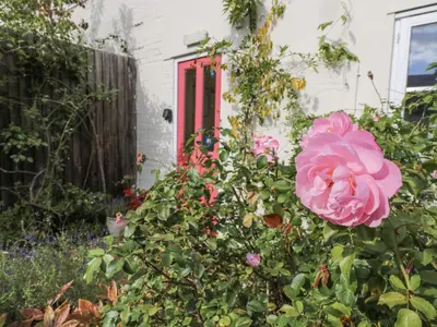 a pink rose in front of a house with a red door at Over Village Studio in Cambridge