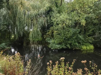 a river with weeping willows and trees at Duchess Cottage in Woodbridge