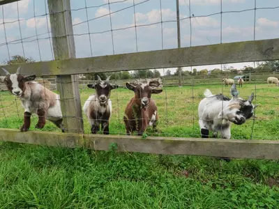 a group of goats standing behind a fence at Duchess Cottage in Woodbridge